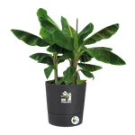 greensense aqua care rond 43cm houtskoolgrijs